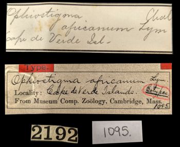 Media type: image;   Invertebrate Zoology OPH-1095 Aspect: labels